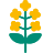 altText.iconFuer Rapsfrø 